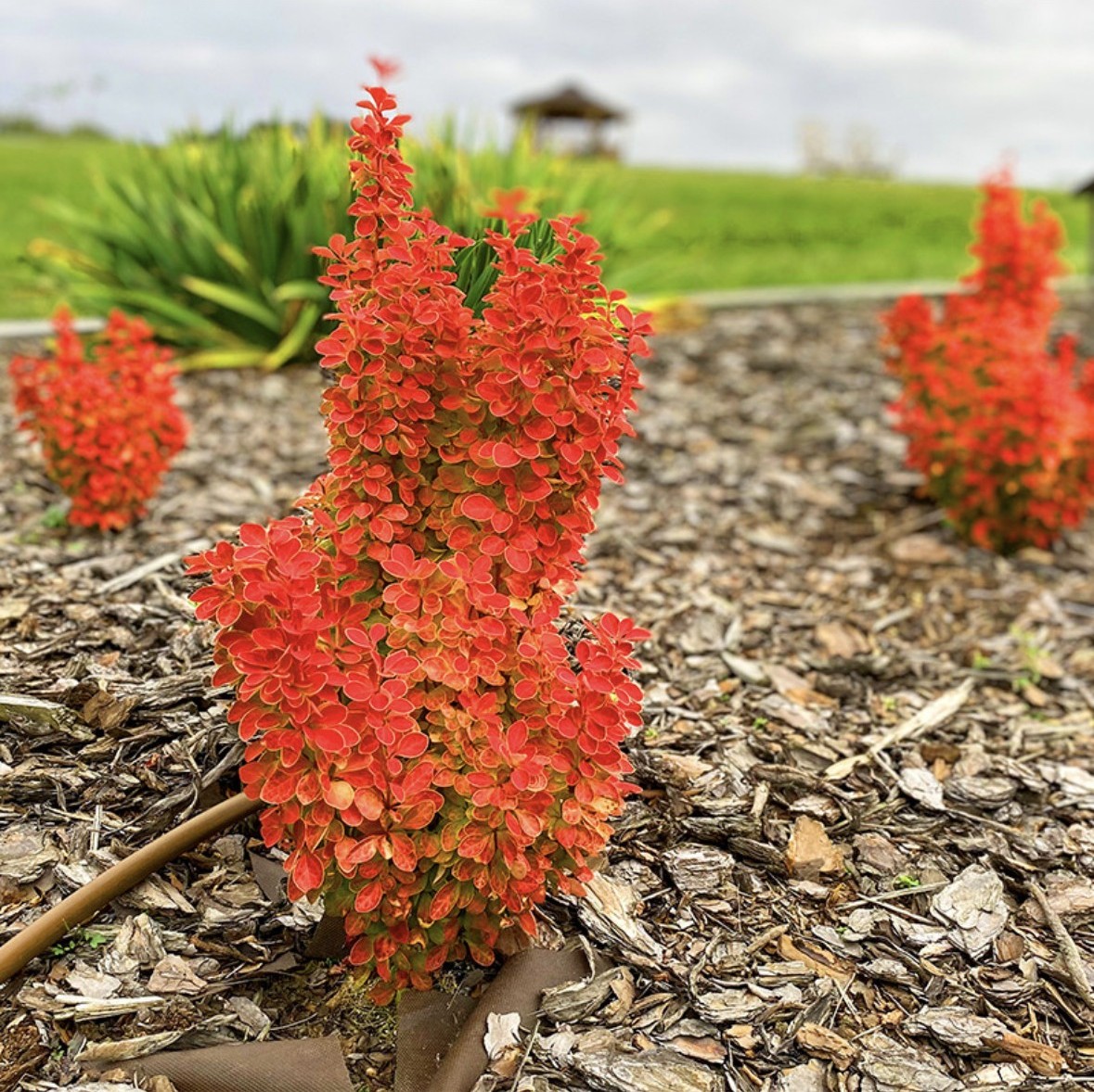 매자 오렌지아이스